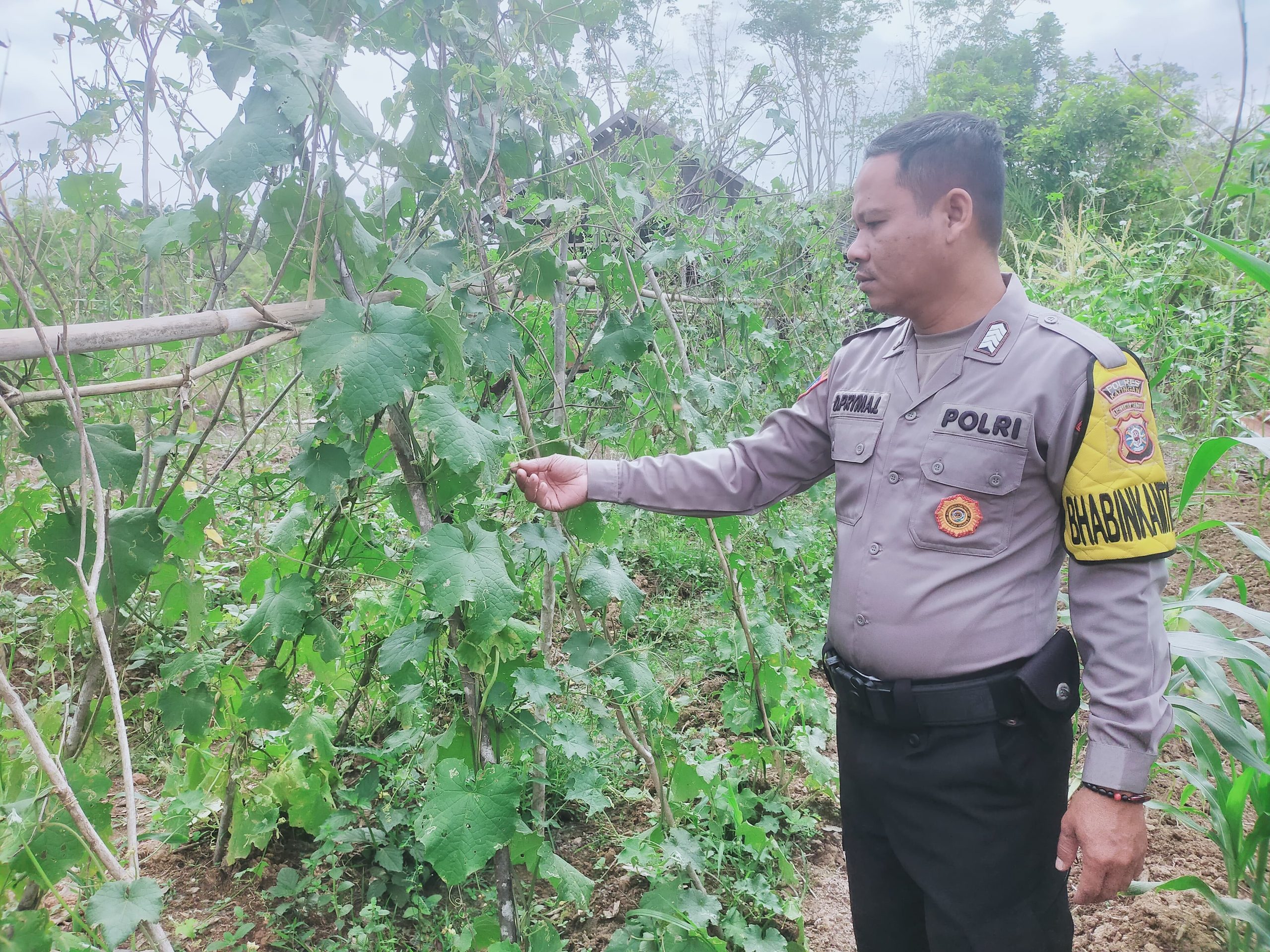 Mendukung Ketahanan Pangan, Personil Polsek sanaman mantikei Cek Lokasi Pemanfaatan Pekarangan Warga.