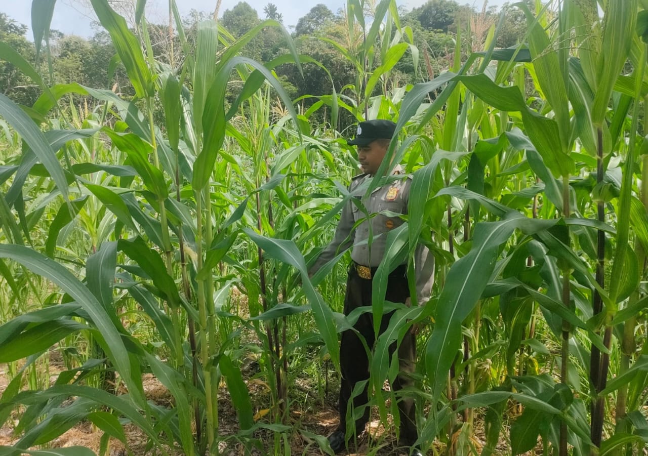 Personil Polsek Marikit Cek Lokasi Pemanfaatan Pekarangan Warga di Kec. Marikit, Kab. Katingan.