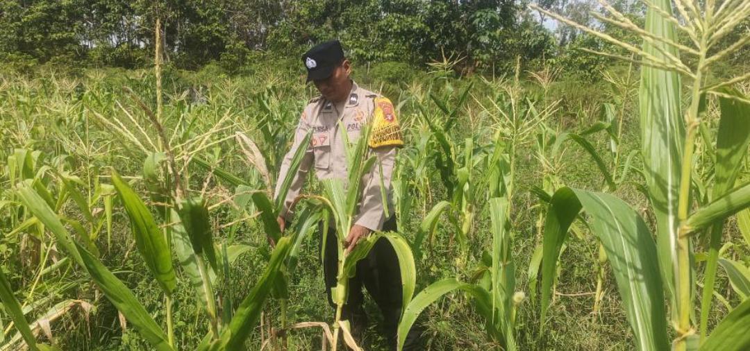 ‎Polsek Tewang Sangalang Garing dan Pulau Malan Imbau Warga Tingkatkan Pemanfaatan Lahan Untuk Ketahanan Pangan