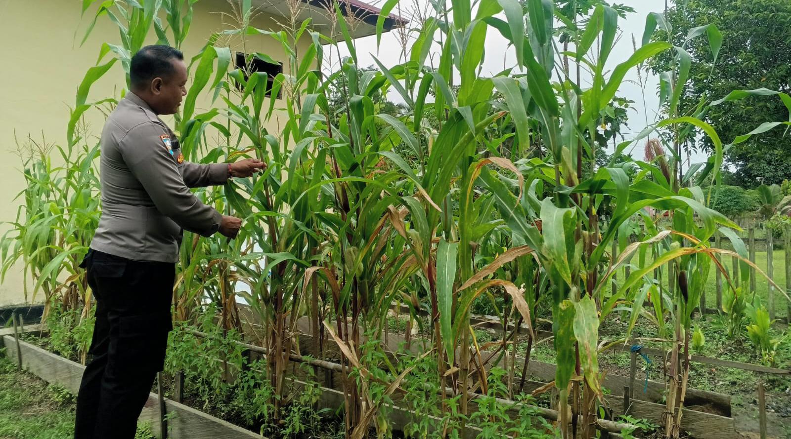 ‎Mendukung Ketahanan Pangan, Personil Polsek Katingan Hulu  Cek Lokasi Pemanfaatan Pekarangan Warga.