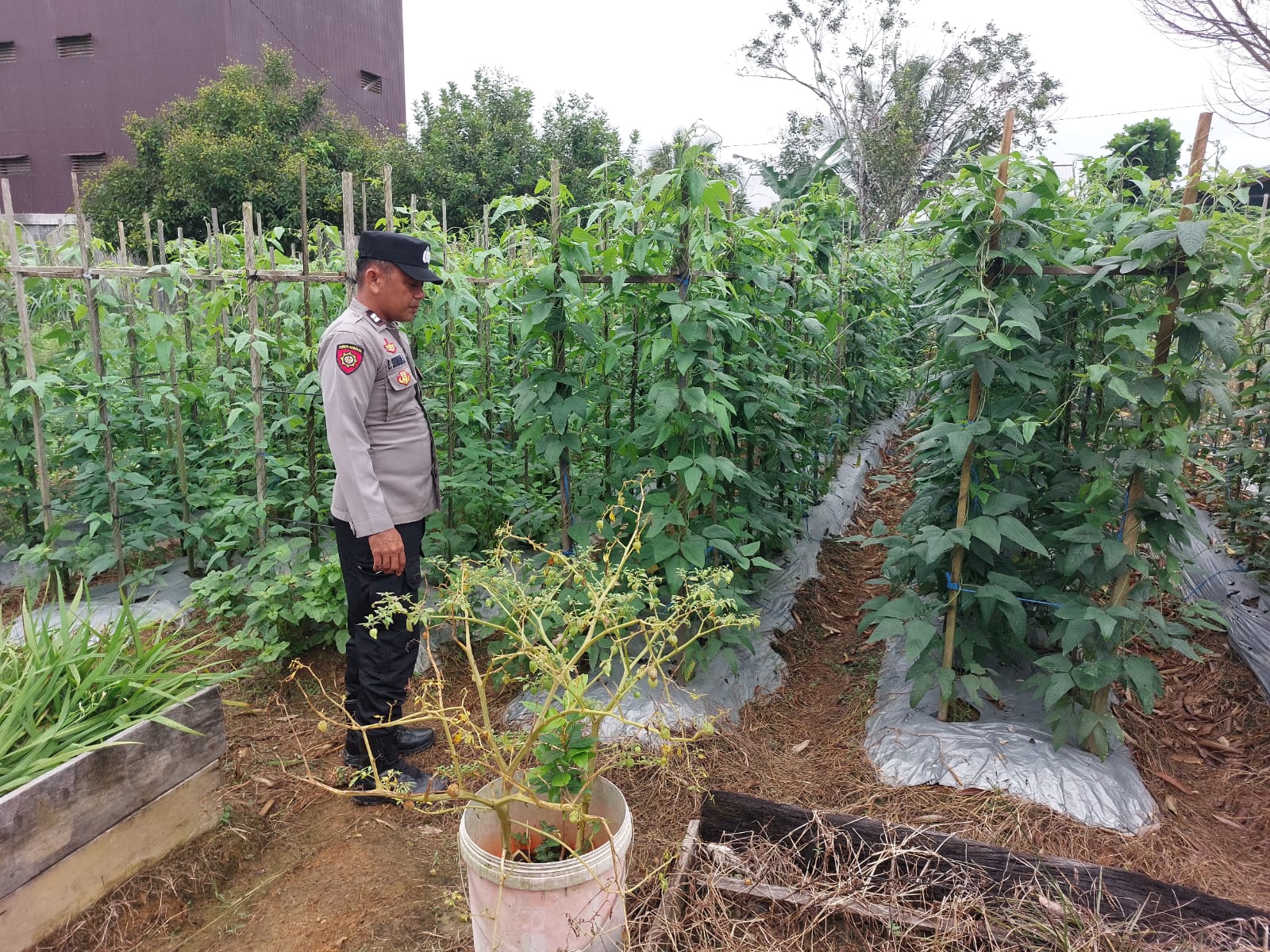 Personil Polsek Marikit Cek Lokasi Pemanfaatan Pekarangan Warga di Kec. Marikit, Kab. Katingan.