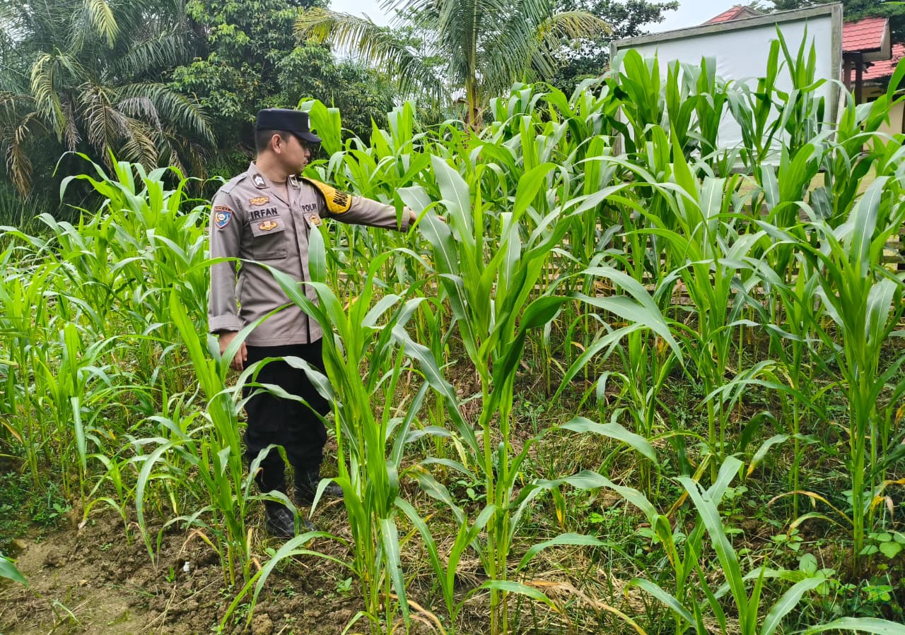 Polsek Marikit Cek Pemanfaatan Lahan Pekarangan Warga untuk Dukung Ketahanan Pangan