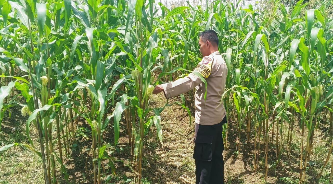 Mendukung Ketahanan Pangan, Personil Polsek Katingan Hulu Cek Lokasi Pemanfaatan Pekarangan Warga.