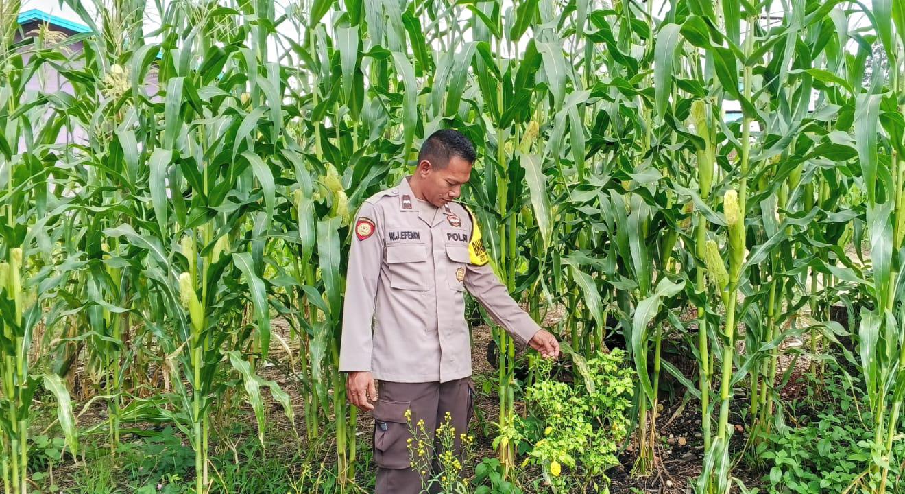 Mendukung Ketahanan Pangan, Personil Polsek Katingan Hulu Cek Lokasi Pemanfaatan Pekarangan Warga.
