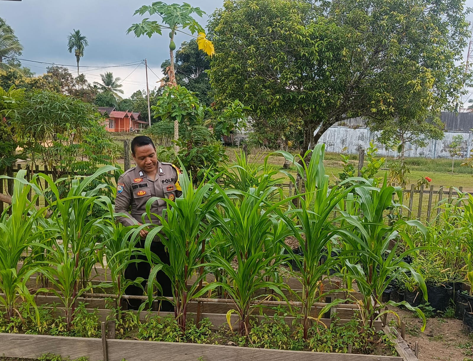 Mendukung Ketahanan Pangan, Personil Polsek Katingan Hulu Cek Lokasi Pemanfaatan Pekarangan Warga.