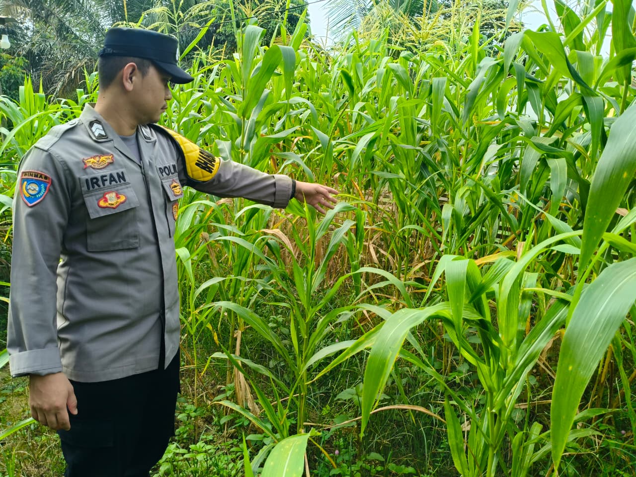 Polsek Marikit Cek Pemanfaatan Lahan Pekarangan Warga untuk Dukung Ketahanan Pangan