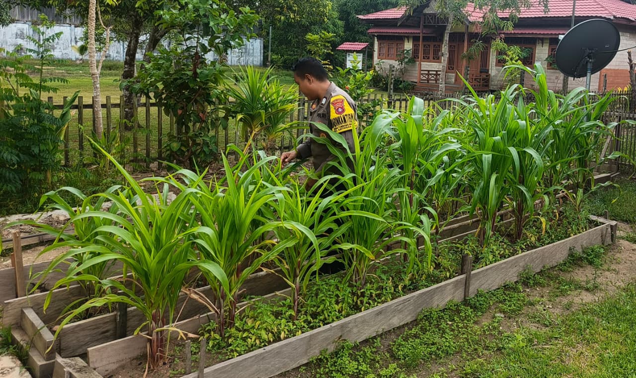 Mendukung Ketahanan Pangan, Personil Polsek Katingan Hulu Cek Lokasi Pemanfaatan Pekarangan Warga.