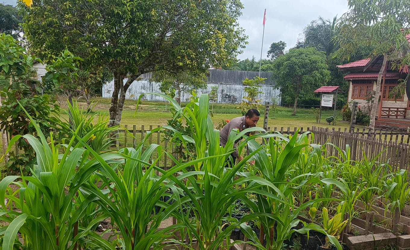 ‎Mendukung Ketahanan Pangan, Personil Polsek Katingan Hulu  Cek Lokasi Pemanfaatan Pekarangan Warga.