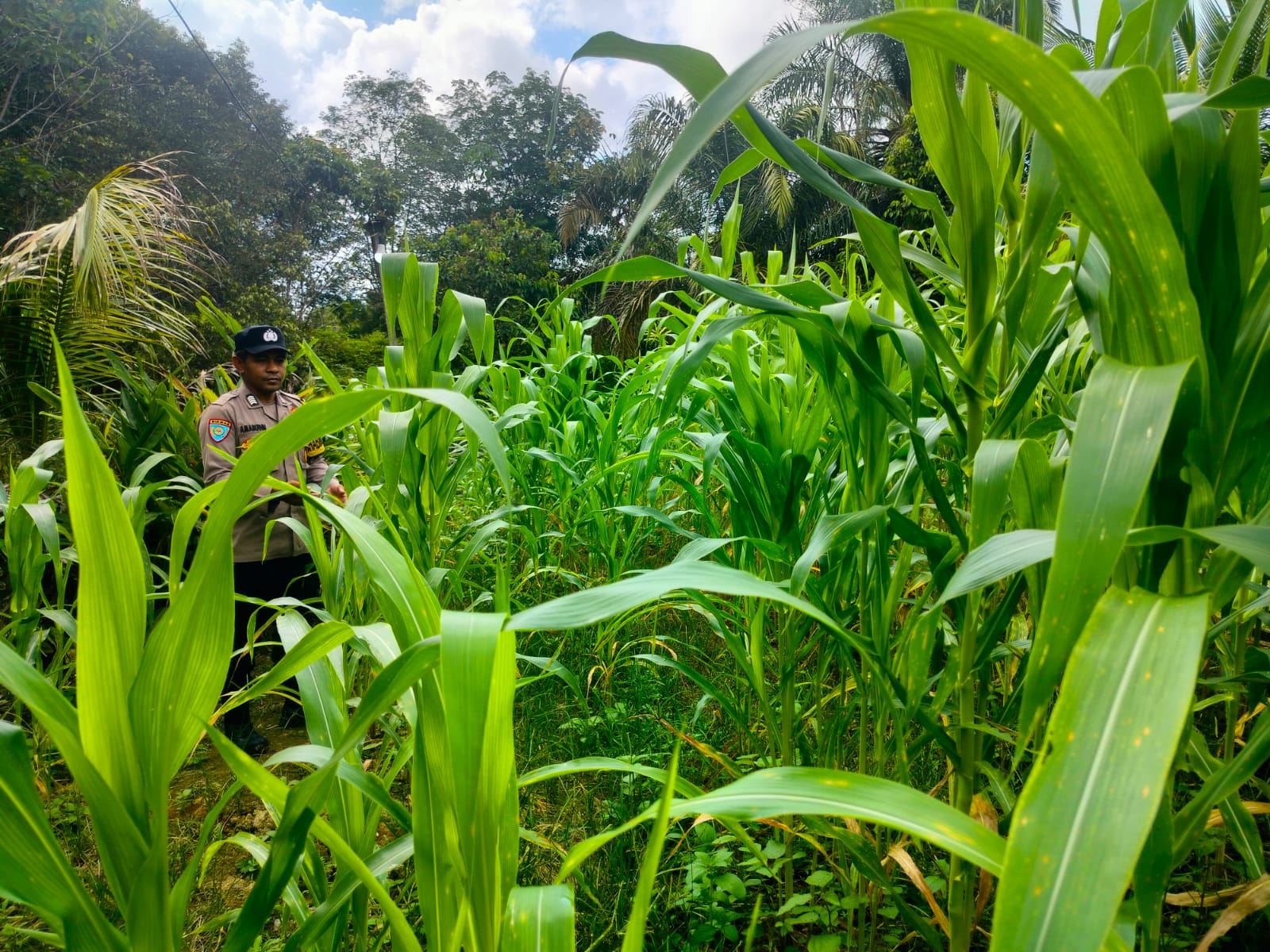 Manifestasi Asta Cita: Polsek Marikit Tingkatkan Produktivitas Lahan Mandiri Masyarakat