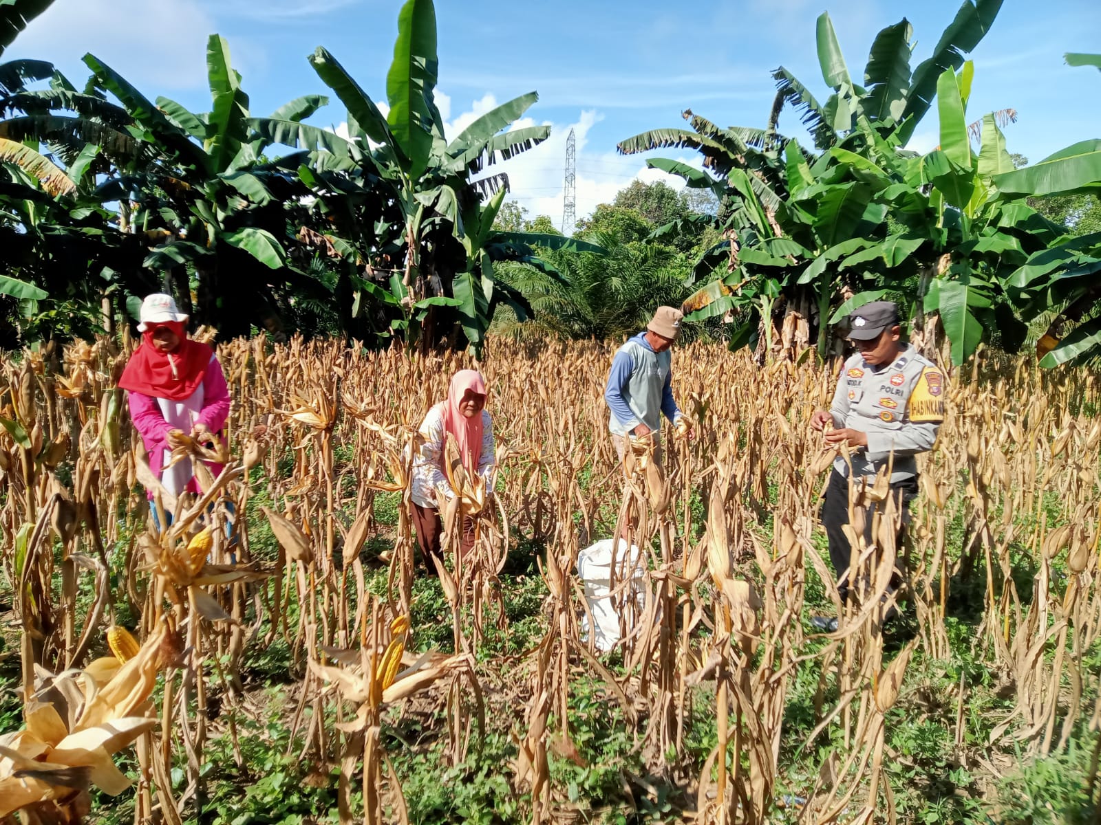 Bhabinkamtibmas Polsek Bulik dukung ketahanan pangan melalui panen jagung di Desa Kujan