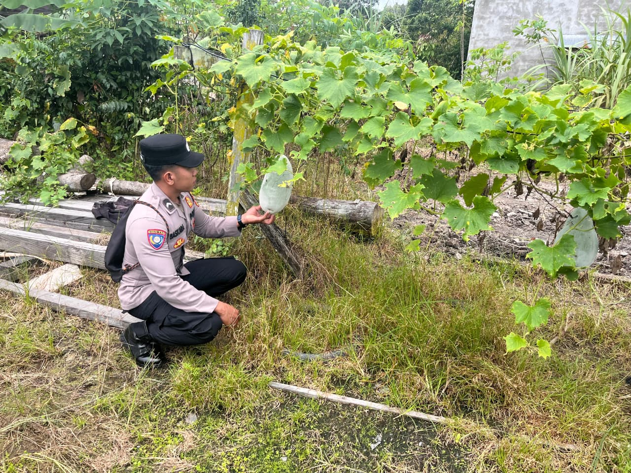 Bhabinkamtibmas Polres Lamandau laksanakan sambang ketahanan pangan pekarangan bergizi