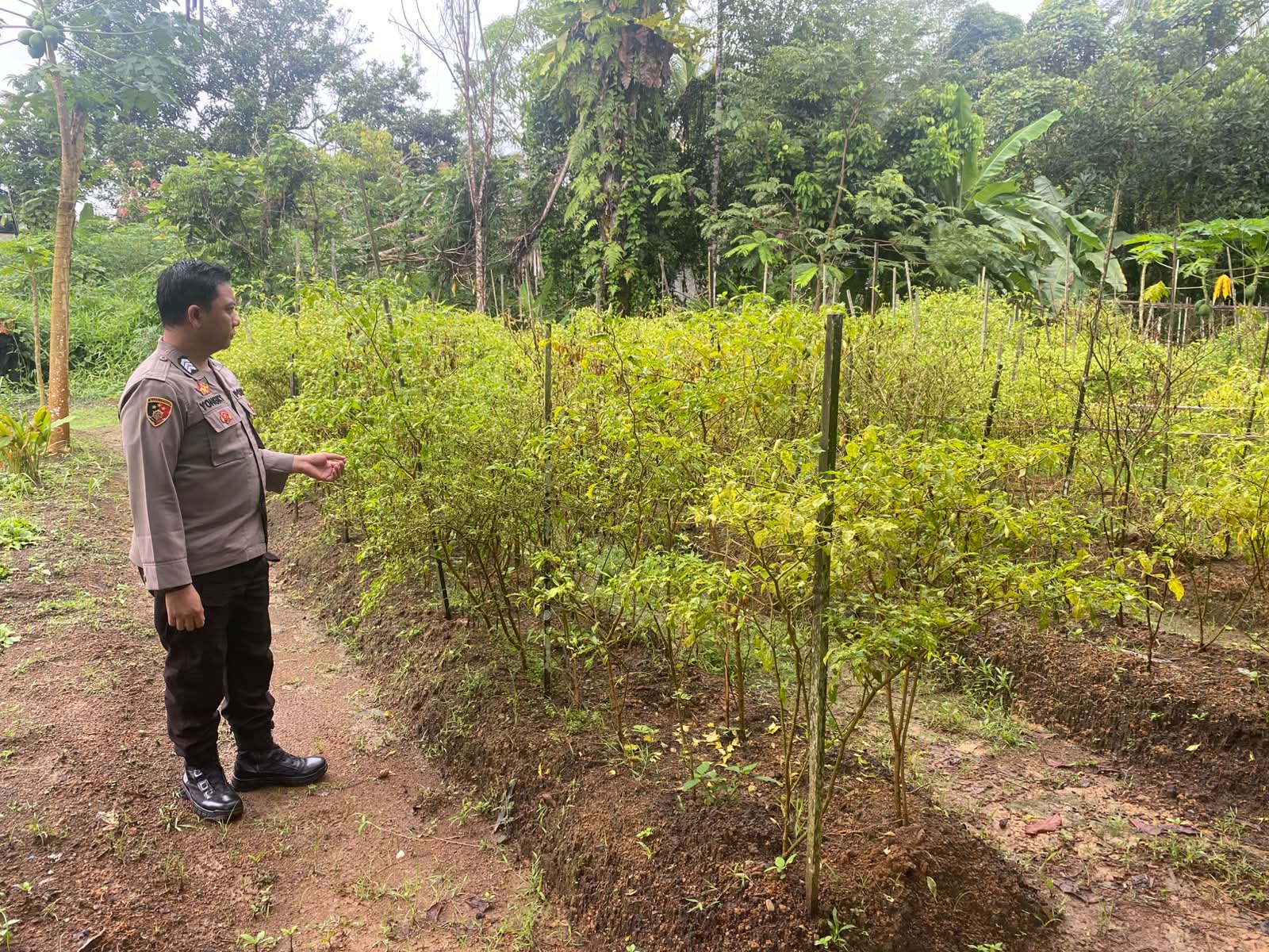 Mendukung Ketahanan Pangan, Personil Polsek sanaman mantikei Cek Lokasi Pemanfaatan Pekarangan Warga.