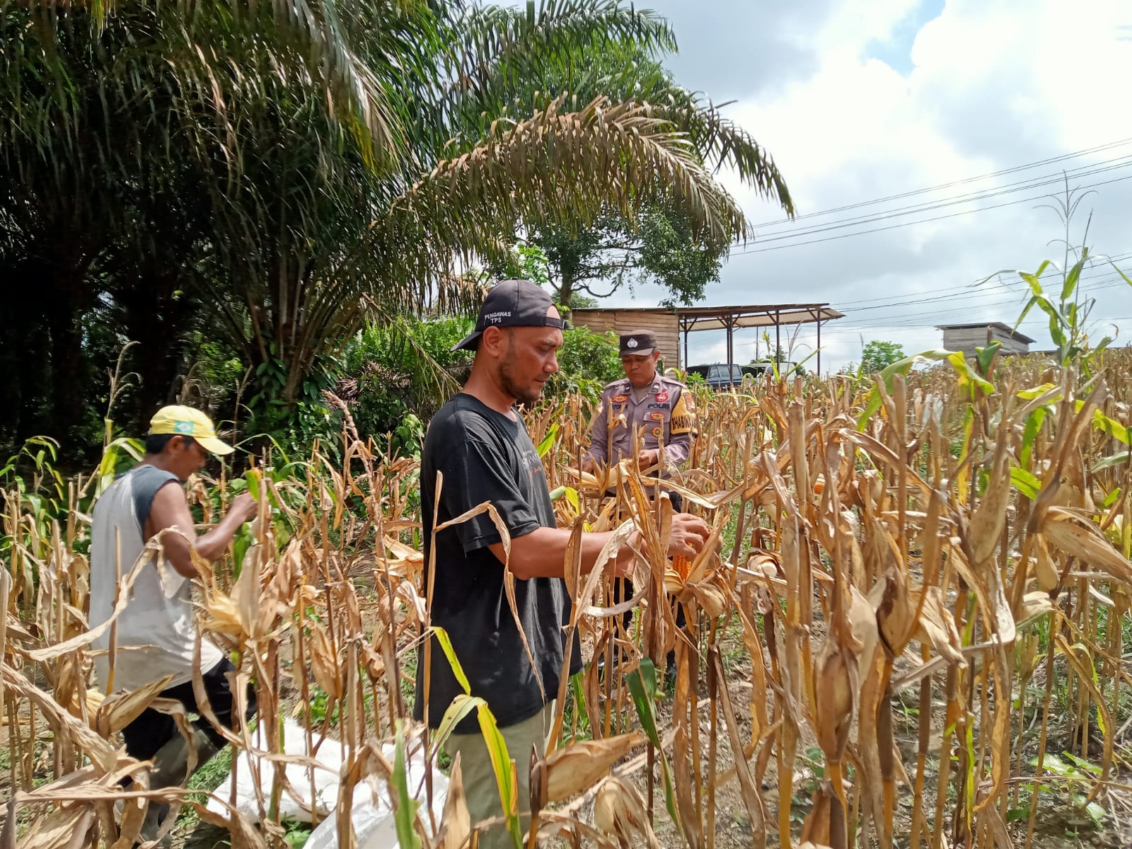 Dukung Ketahanan Pangan Nasional, Bhabinkamtibmas Dampingi Panen Jagung Warga di Desa Kujan