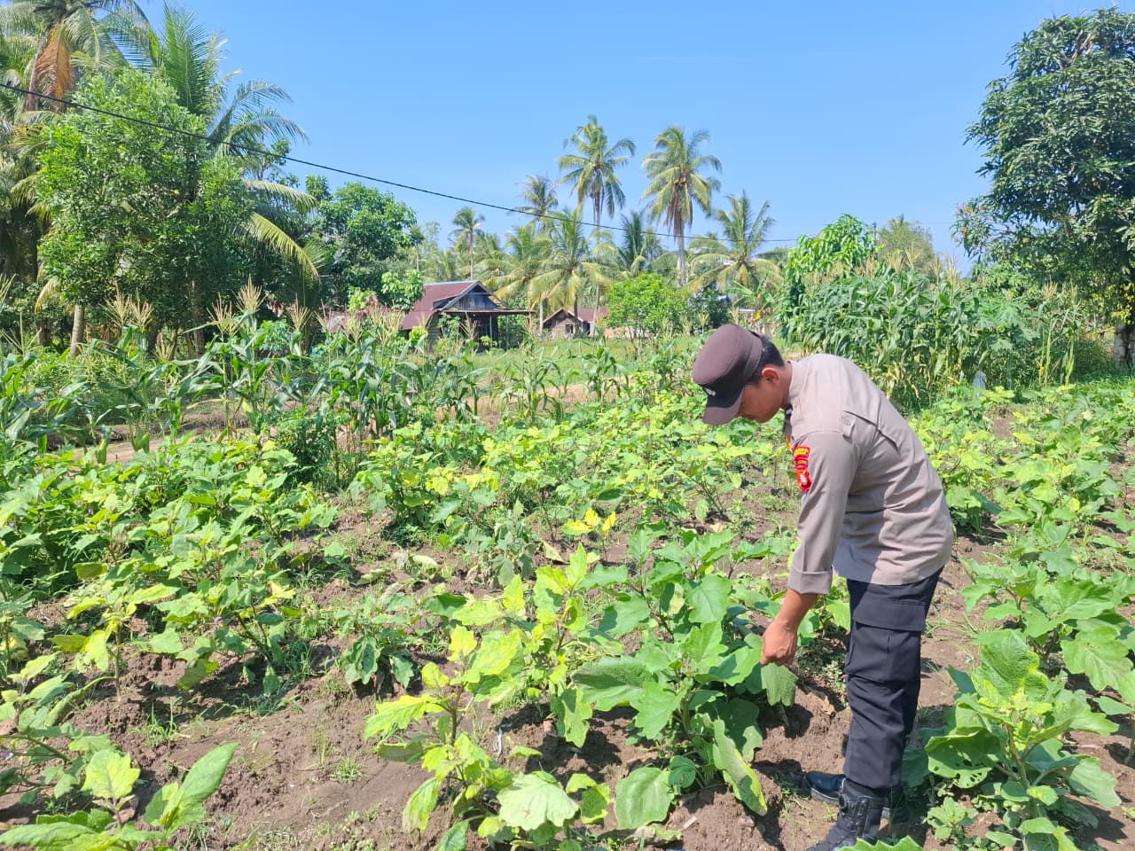 Mendukung ketahanan pangan, Personil Polsek Katingan Kuala cek lokasi pemanfaatan lahan warga berkebun holtikultura
