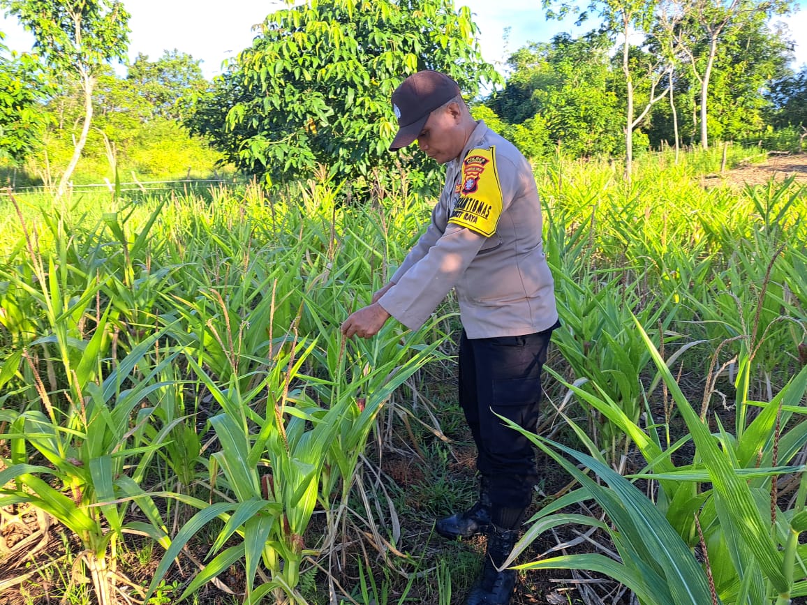 Mendukung Ketahanan Pangan, Personil Polsek Katingan Hulu dan Bukit Raya Cek Lokasi Pemanfaatan Pekarangan Warga.