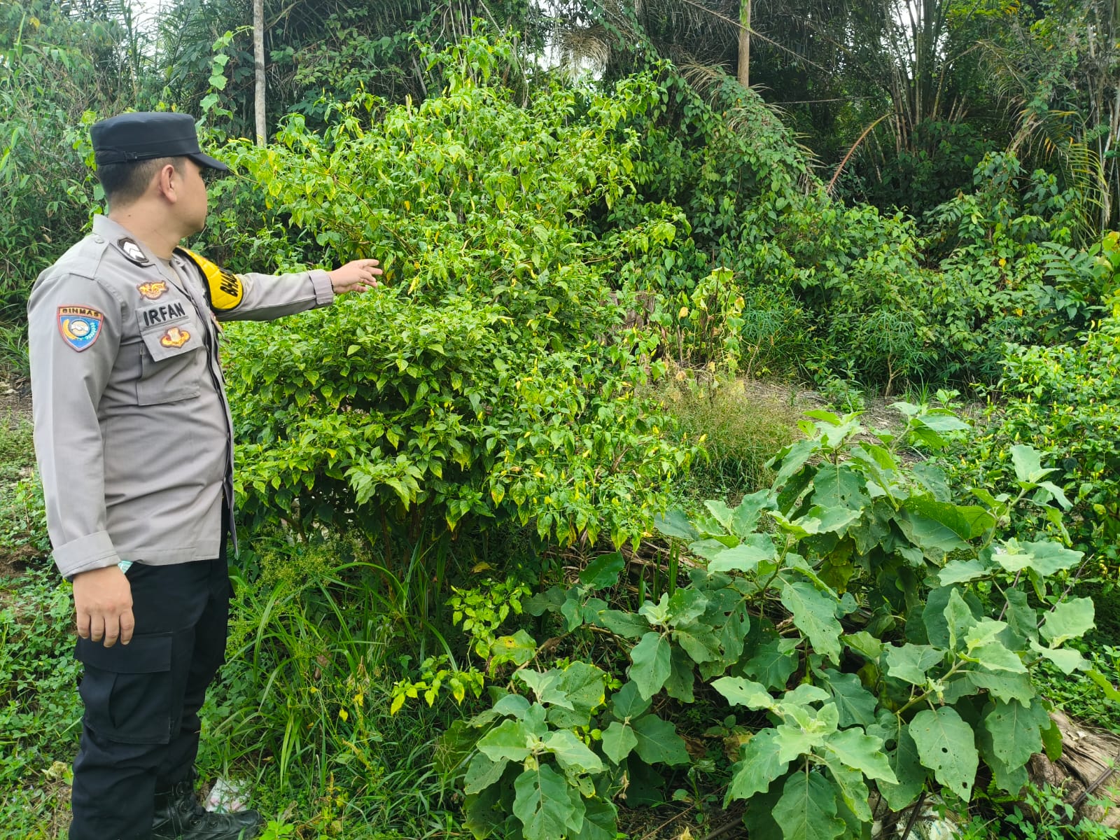 Mendukung Ketahanan Pangan, Personil Polsek Katingan Hulu dan Bukit Raya Cek Lokasi Pemanfaatan Pekarangan Warga.