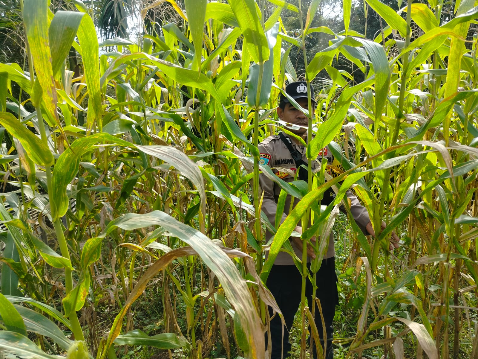 Komitmen Polsek Marikit Dukung Kebijakan Pemerintah di Bidang Ketahanan Pangan