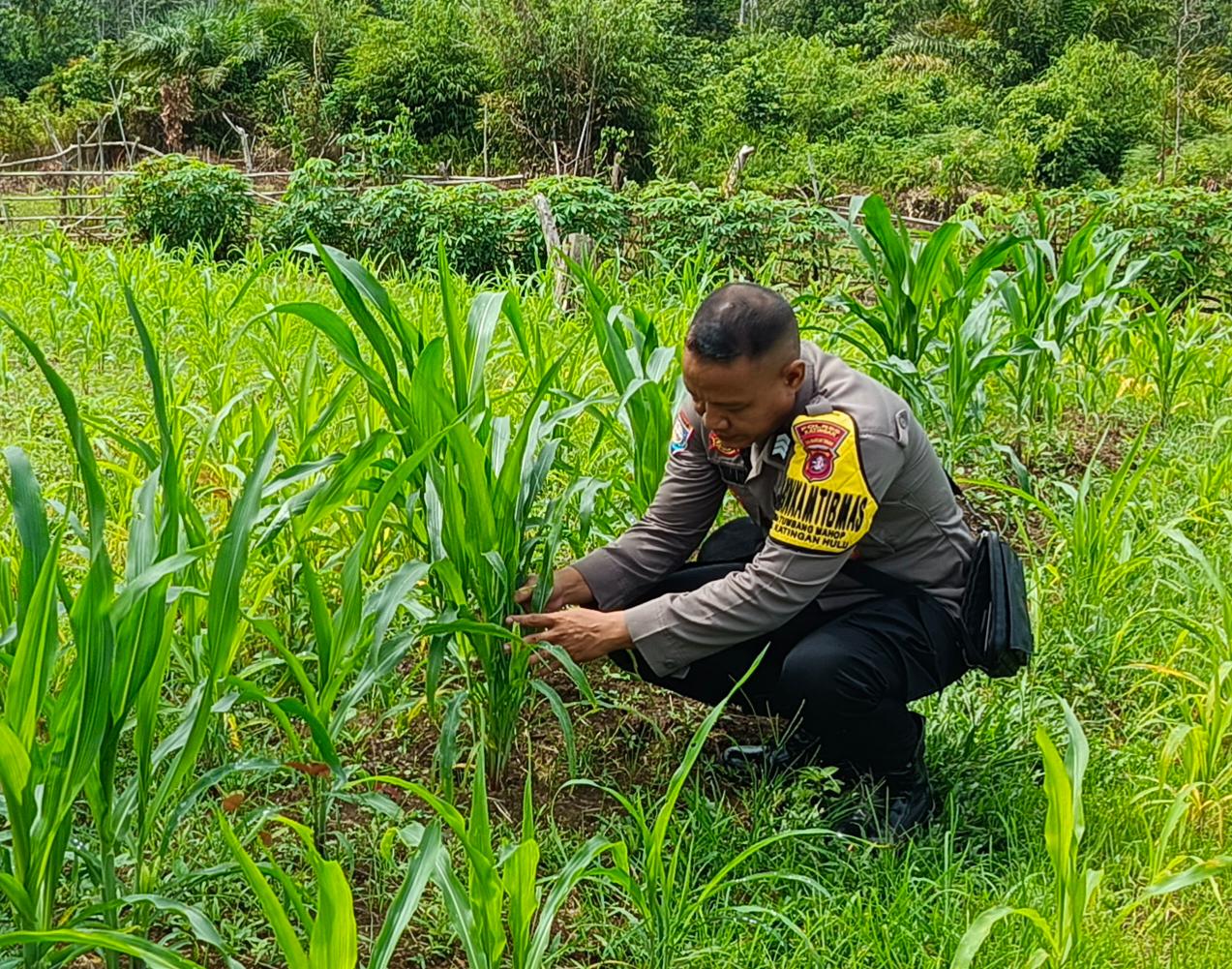 ‎Mendukung Ketahanan Pangan, Personil Polsek Katingan Hulu  Cek Lokasi Pemanfaatan Pekarangan Warga.‎